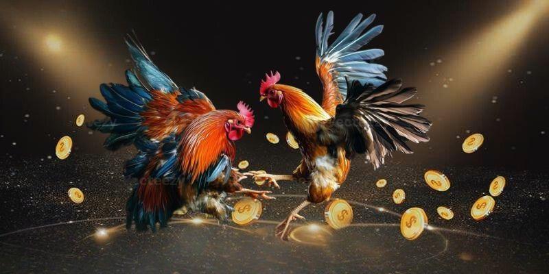 Chiến Thuật Cược Đá Gà Thomo Campuchia TX88 Cho Dân Thông Thái