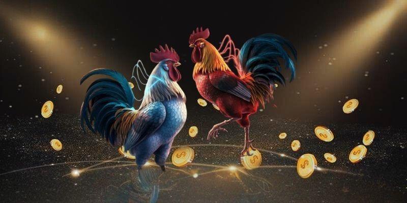 Đá Gà Thomo Campuchia TX88 – Trận Đấu Cược Không Thể Bỏ